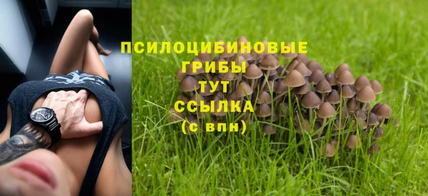 прущие грибы Елизово